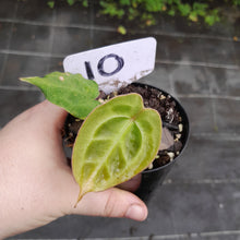 Load image into Gallery viewer, #10 Anthurium Forgetii x