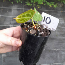 Load image into Gallery viewer, #10 Anthurium Forgetii x