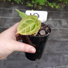 Load image into Gallery viewer, #10 Anthurium Forgetii x