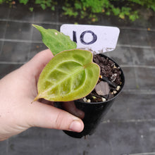 Load image into Gallery viewer, #10 Anthurium Forgetii x