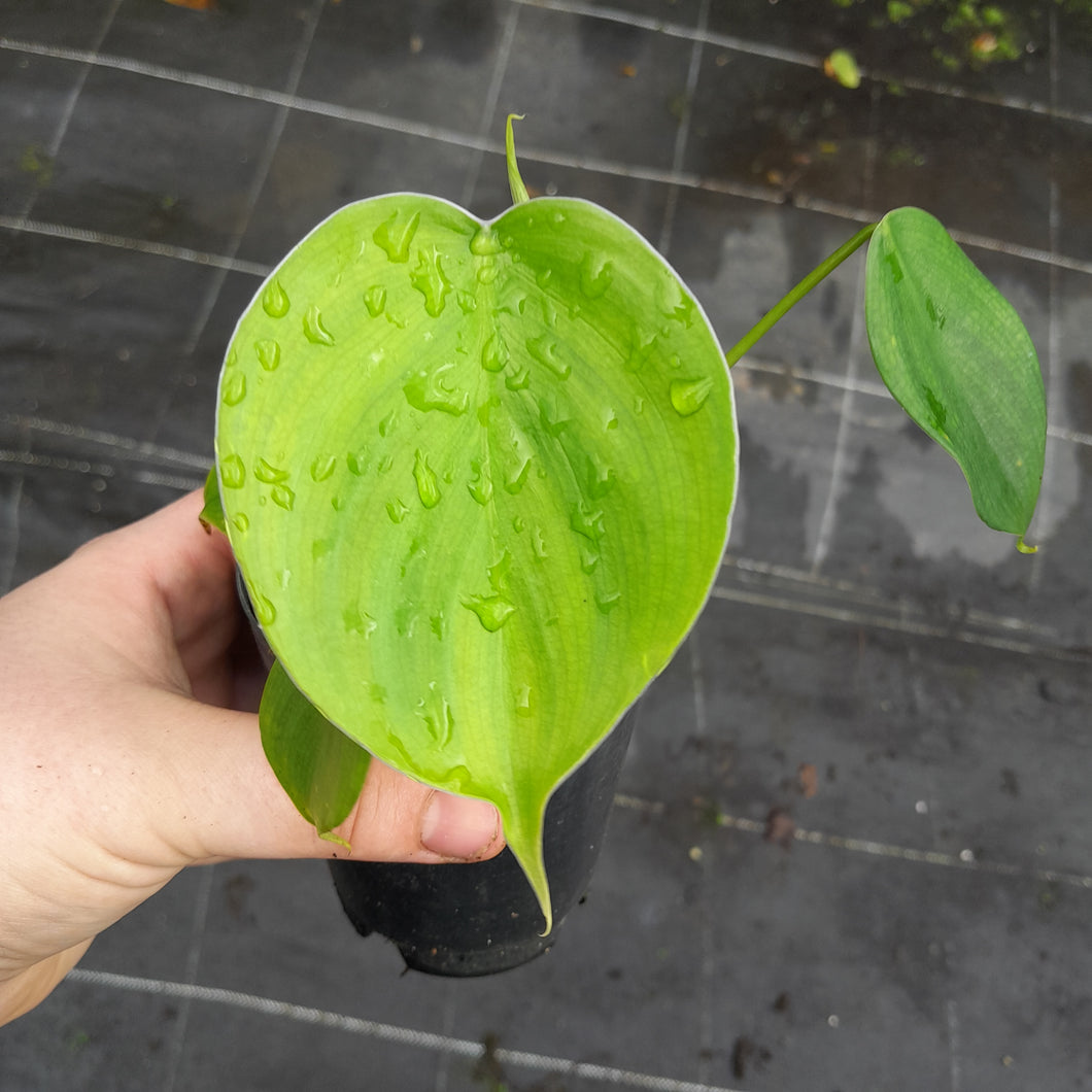 #40 Philodendron Equatorial Flat Leaf