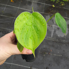 Load image into Gallery viewer, #40 Philodendron Equatorial Flat Leaf