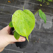 Load image into Gallery viewer, #40 Philodendron Equatorial Flat Leaf