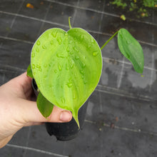 Load image into Gallery viewer, #40 Philodendron Equatorial Flat Leaf