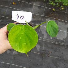 Load image into Gallery viewer, #40 Philodendron Equatorial Flat Leaf