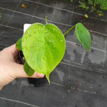 Load image into Gallery viewer, #40 Philodendron Equatorial Flat Leaf