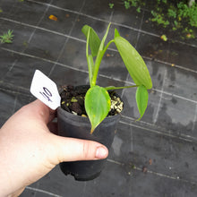 Load image into Gallery viewer, #40 Philodendron Equatorial Flat Leaf