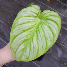 Load image into Gallery viewer, #155 Philodendron Silver Cloud
