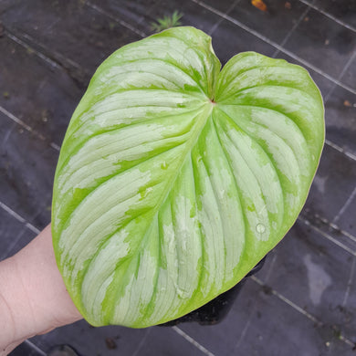 #155 Philodendron Silver Cloud