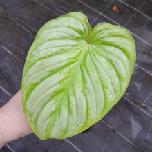 Load image into Gallery viewer, #155 Philodendron Silver Cloud