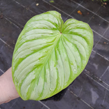 Load image into Gallery viewer, #155 Philodendron Silver Cloud