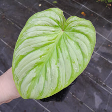 Load image into Gallery viewer, #155 Philodendron Silver Cloud