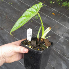Load image into Gallery viewer, #155 Philodendron Silver Cloud