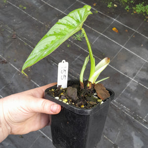 #155 Philodendron Silver Cloud