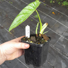 Load image into Gallery viewer, #155 Philodendron Silver Cloud
