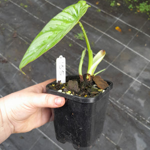 #155 Philodendron Silver Cloud