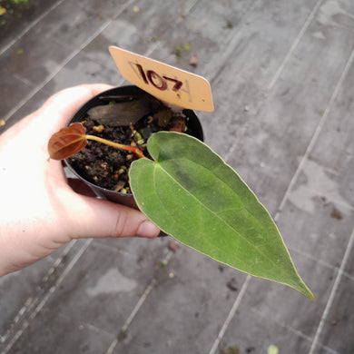 #107 Anthurium Papillilaminum x