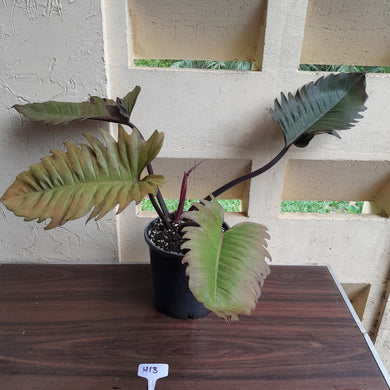 #H13 Extra Large Philodendron Hendersons Pride Hybrid - Red Form
