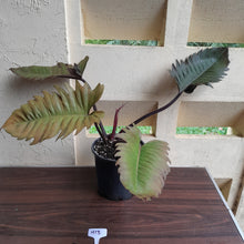 Load image into Gallery viewer, #H13 Extra Large Philodendron Hendersons Pride Hybrid - Red Form