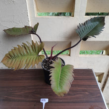 Load image into Gallery viewer, #H13 Extra Large Philodendron Hendersons Pride Hybrid - Red Form