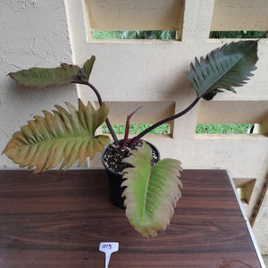 #H13 Extra Large Philodendron Hendersons Pride Hybrid - Red Form
