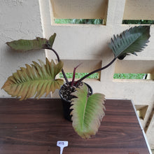 Load image into Gallery viewer, #H13 Extra Large Philodendron Hendersons Pride Hybrid - Red Form