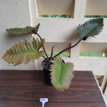 Load image into Gallery viewer, #H13 Extra Large Philodendron Hendersons Pride Hybrid - Red Form