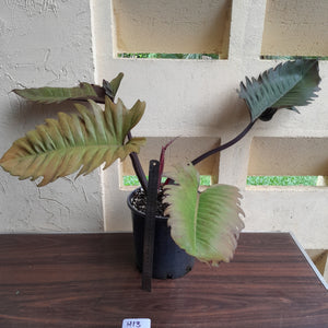 #H13 Extra Large Philodendron Hendersons Pride Hybrid - Red Form