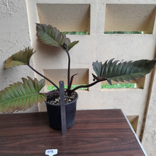 Load image into Gallery viewer, #H13 Extra Large Philodendron Hendersons Pride Hybrid - Red Form