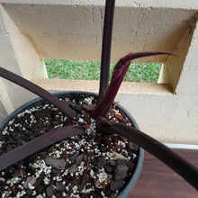 Load image into Gallery viewer, #H13 Extra Large Philodendron Hendersons Pride Hybrid - Red Form