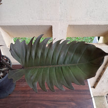 Load image into Gallery viewer, #H13 Extra Large Philodendron Hendersons Pride Hybrid - Red Form