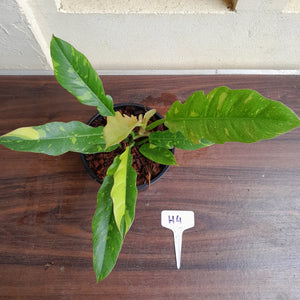 #H4 Philodendron Ring of Fire