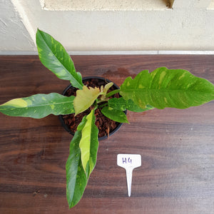#H4 Philodendron Ring of Fire