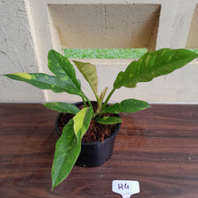 Load image into Gallery viewer, #H4 Philodendron Ring of Fire