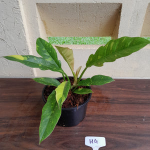 #H4 Philodendron Ring of Fire