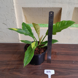 #H4 Philodendron Ring of Fire