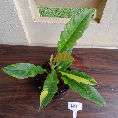 #H4 Philodendron Ring of Fire