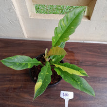 Load image into Gallery viewer, #H4 Philodendron Ring of Fire