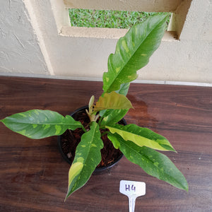 #H4 Philodendron Ring of Fire