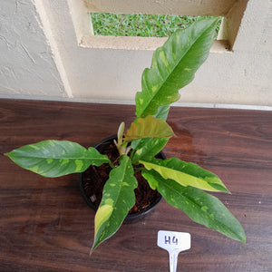 #H4 Philodendron Ring of Fire