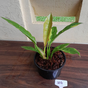 #H4 Philodendron Ring of Fire