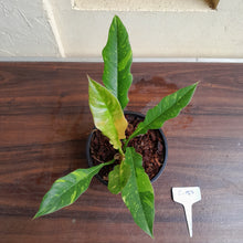 Load image into Gallery viewer, #i123 Philodendron Ring of Fire