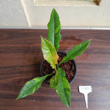 Load image into Gallery viewer, #i123 Philodendron Ring of Fire