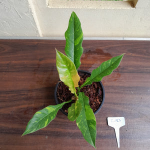 #i123 Philodendron Ring of Fire