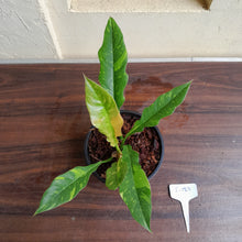 Load image into Gallery viewer, #i123 Philodendron Ring of Fire