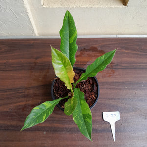 #i123 Philodendron Ring of Fire