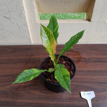 Load image into Gallery viewer, #i123 Philodendron Ring of Fire