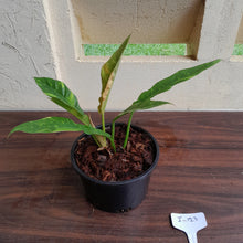 Load image into Gallery viewer, #i123 Philodendron Ring of Fire