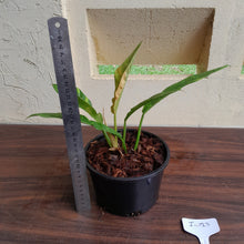 Load image into Gallery viewer, #i123 Philodendron Ring of Fire