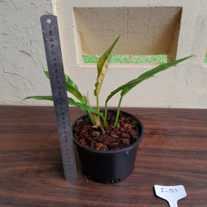 #i123 Philodendron Ring of Fire